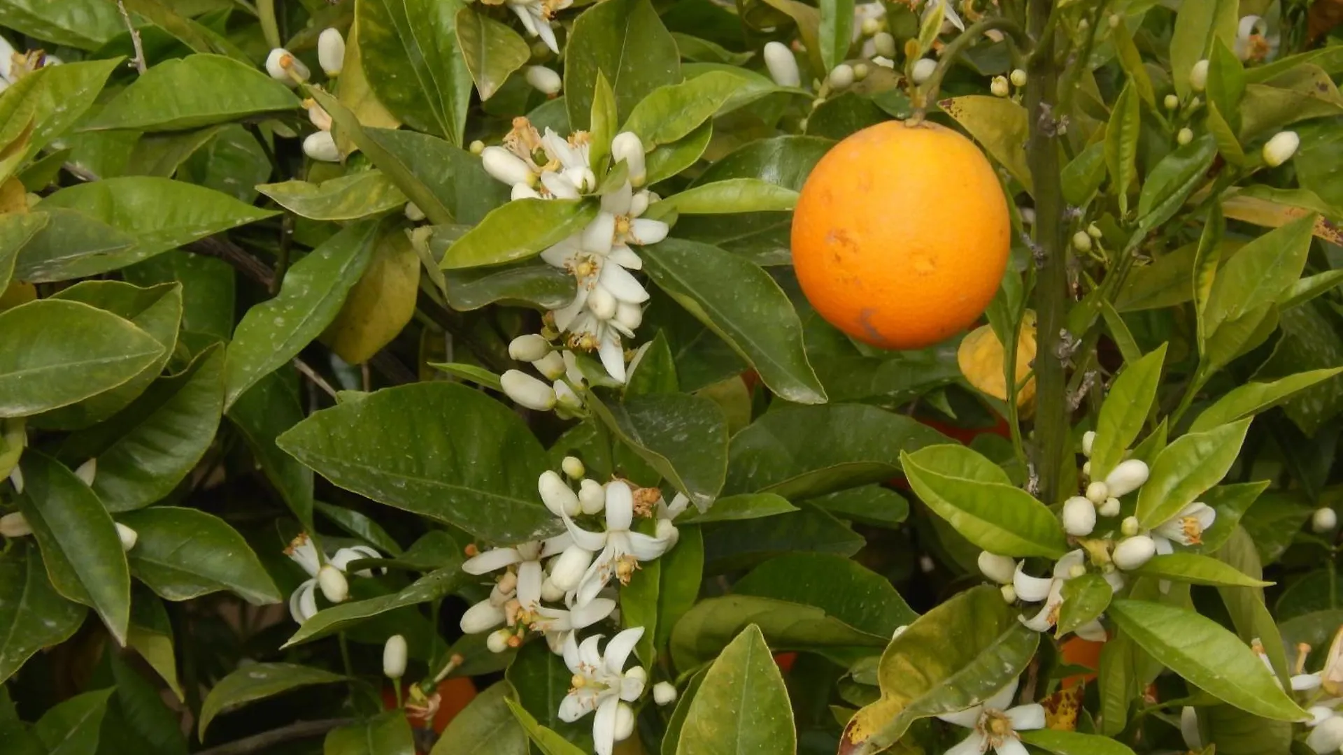 Appartamento Nel Giardino Di Nunziatina Syracuse
